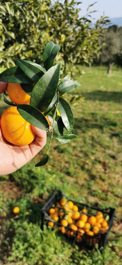 Azienda Agrituristica Baglio Carta Balestrate Eksteriør bilde