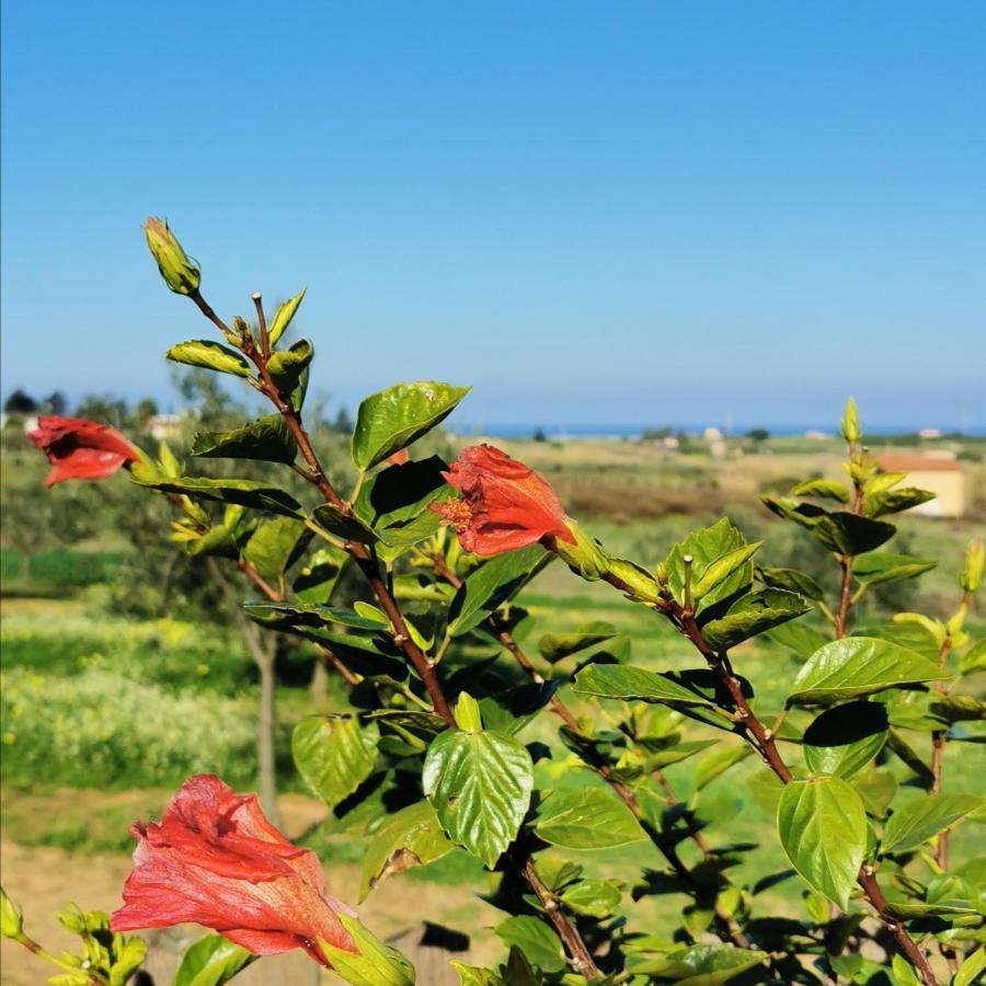 Azienda Agrituristica Baglio Carta Balestrate Eksteriør bilde